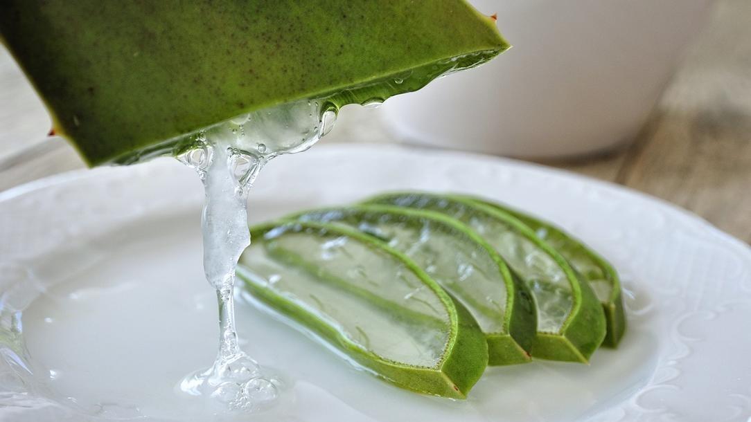Planta de aloe vera